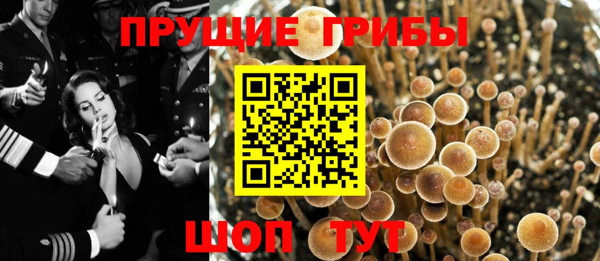 где найти наркотики  Вход с VPN  Урюпинск  Галлюциногенные грибы Psilocybine cubensis 